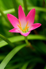 Pink beautiful Fairy lily in garden.