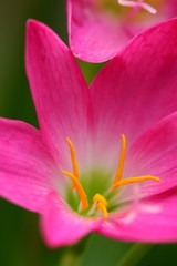 Fototapeta na wymiar Pink beautiful Fairy lily in garden.