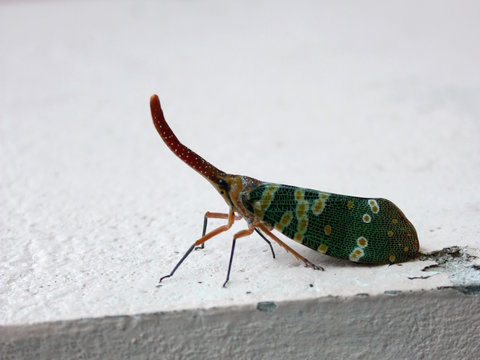 A lanternfly&nbsp;on the&nbsp;white platform 