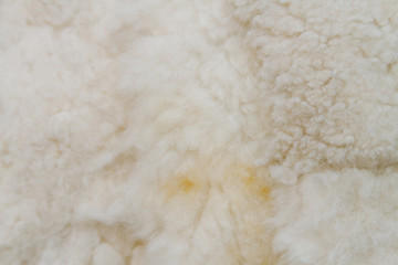 Obraz premium Close-up of white sheep woolen fur