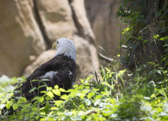 Eagle