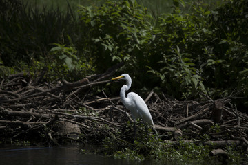 Egret