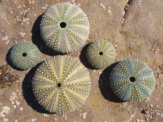 A collection of sea urchin shells on a rustic weathered rock background.