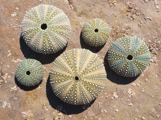 A collection of sea urchin shells on a rustic weathered rock background.