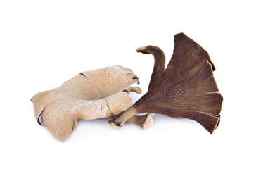 Obraz premium Mushroom , Thai name 