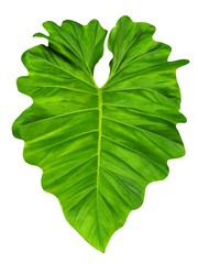 Philodendron large jungle leaf,  common name elephant ear, isolated, close up,  on white background © Christine
