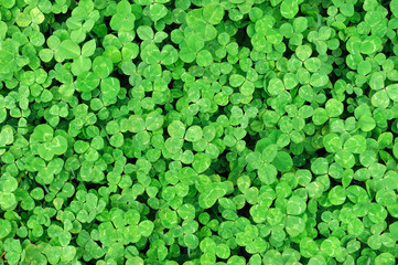 green clover background