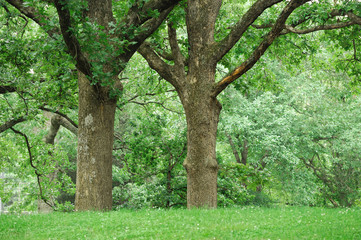green trees in the woods 