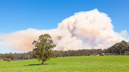 Fototapeta na wymiar Forest Fire in Australia