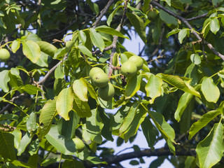 Green unripe walnuts on tree with leaves close-up, selective focus, shallow DOF