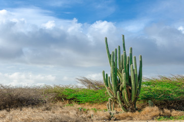 Dry and arid desert landscape in Aruba