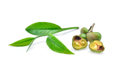 fresh tea seeds and tea leaf isolated on white background