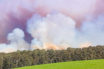 Forest Fire in Australia