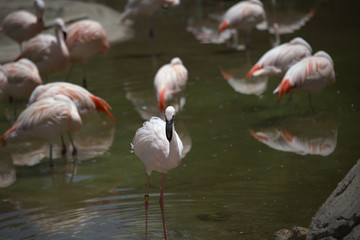 Flamingos
