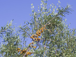 Sea buckthorn, Hippophae, berries riping on branch, close-up, selective focus, shallow DOF