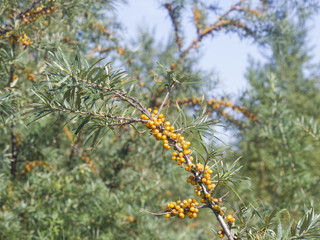 Sea buckthorn, Hippophae, berries riping on branch, close-up, selective focus, shallow DOF