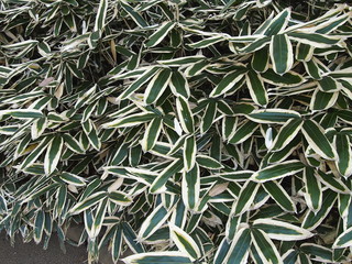 Fototapeta premium 熊笹の冬越し（クマザサ）/日本と近隣国の一部で見られる。大きな葉が特徴の笹。冬に成ると葉の縁が色付く。