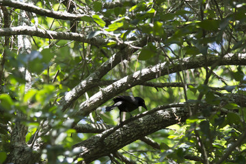 Obraz premium Grackle