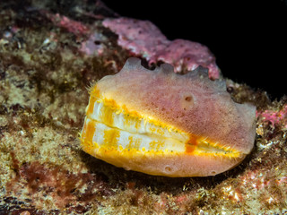 Spiny Pink Scallop (Chlamys hastata)
A Spiny Pink Scallop (Chlamys hastata) covered with a colony of sponge photographed in the deep cold Pacific Ocean of British Columbia, Canada.