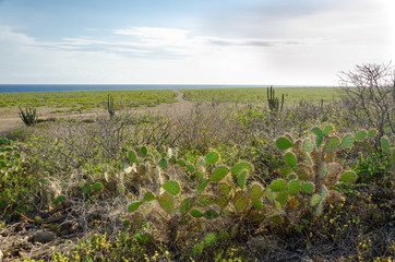Fototapeta na wymiar Dry and arid desert landscape in Aruba