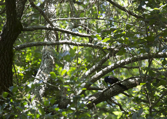 Fototapeta premium Grackle