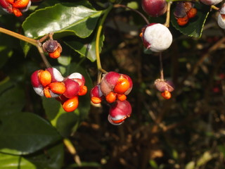 マサキの実/家の生け垣に使われる低木。水分が多く火災から守る。