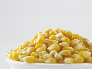 maize corn