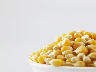 maize corn