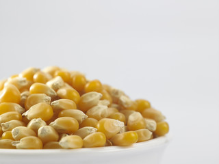 maize corn
