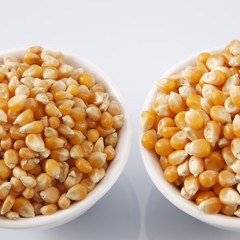 maize corn