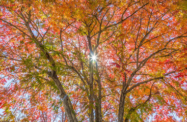 Colorful Autumn Canopy: 
Colorful under-canopy image of the beautiful colors of Autumn.  Perfect star burst in the center.