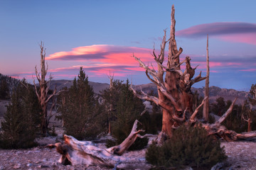 Ancient Bristlecone Pine, California