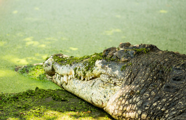Single crocodile living nearly marsh