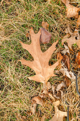 Falling dry brown leaves on dry grass with soil in Autumn
