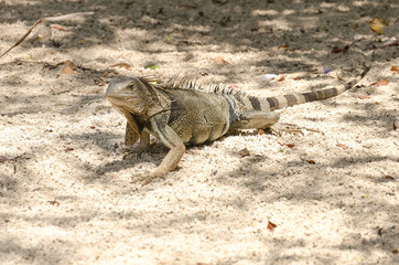 Wild iguana at the sand in Aruba