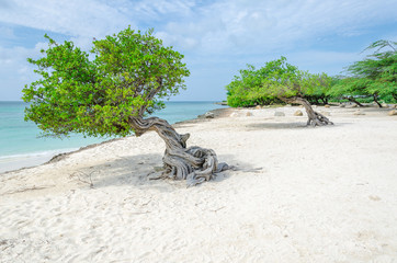 famous Divi Divi tree which is Aruba's natural compass