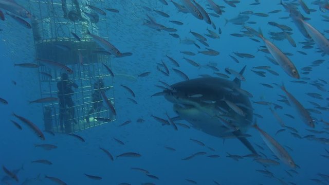 Великолепные подводные погружения с Большими белыми акулами у острова Гуадалупе. Тихий океан. Мексика.