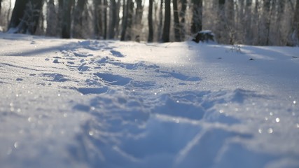 man walking in snow winter forest nature beautiful landscape