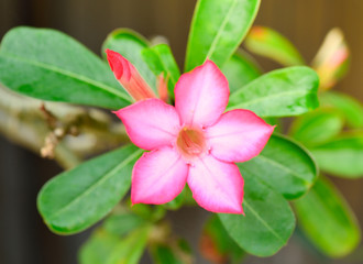 Azalea flowers on tree