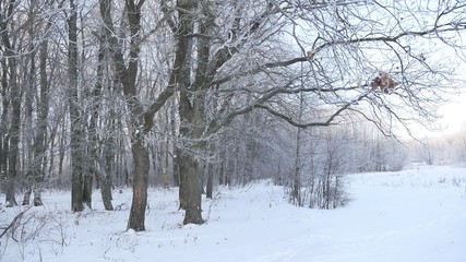 oak forest Winter trees in the snow nature landscape beautiful background