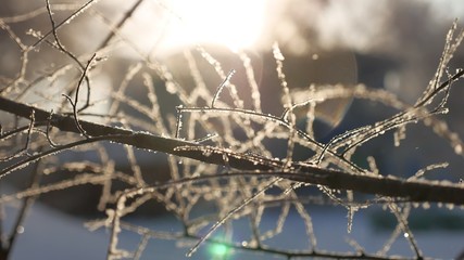 frozen tree branches sun glare beautiful sunlight the landscape winter