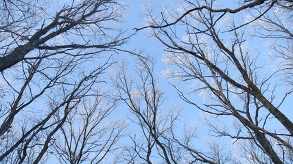 Obraz premium tops of trees in the snow frozen forest against the blue sky nature landscape winter