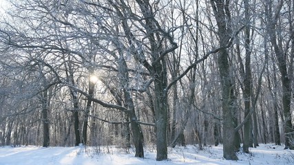 oak winter forest trees in the snow nature landscape beautiful background