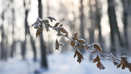 frozen oak branch in the woods in the snow nature landscape sunlight winter