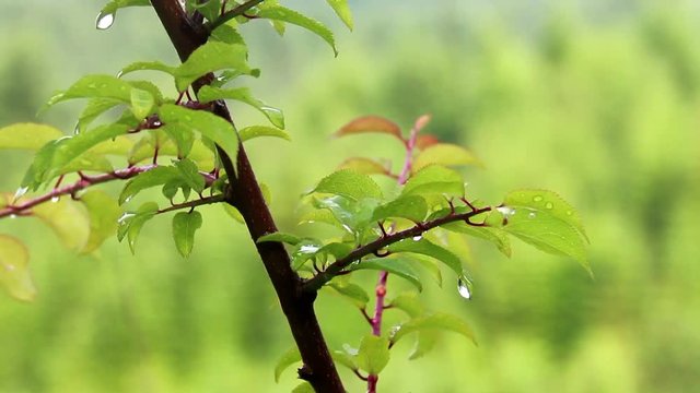 water drops at apricot twig