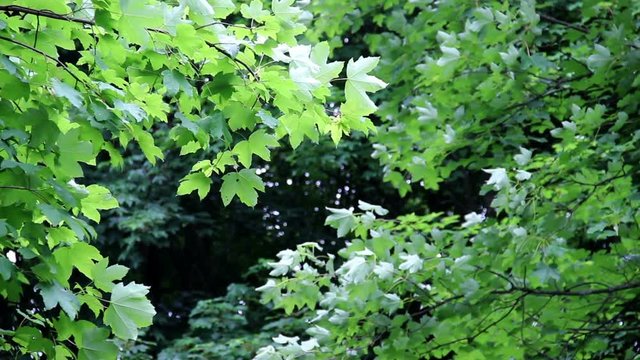 natural green background of maple tree (Acer pseudoplatanus)