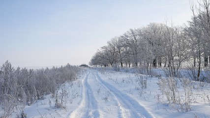 Fototapeta na wymiar trees in snow winter field snowing nature landscape sunlight grass in the snow and the road
