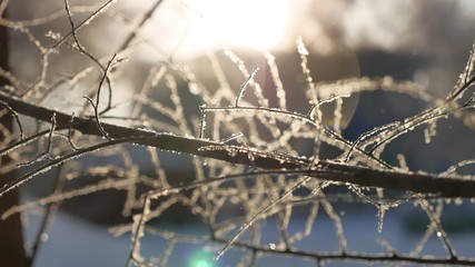 frozen tree branches sun glare beautiful sunlight the landscape winter