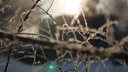 frozen winter tree branches sun glare beautiful sunlight the landscape