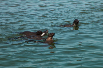 family of huge herd of fur seal swimming near the shore of skele